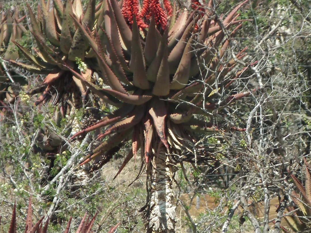 Tsitsa Falls-Qumbu必去景点
