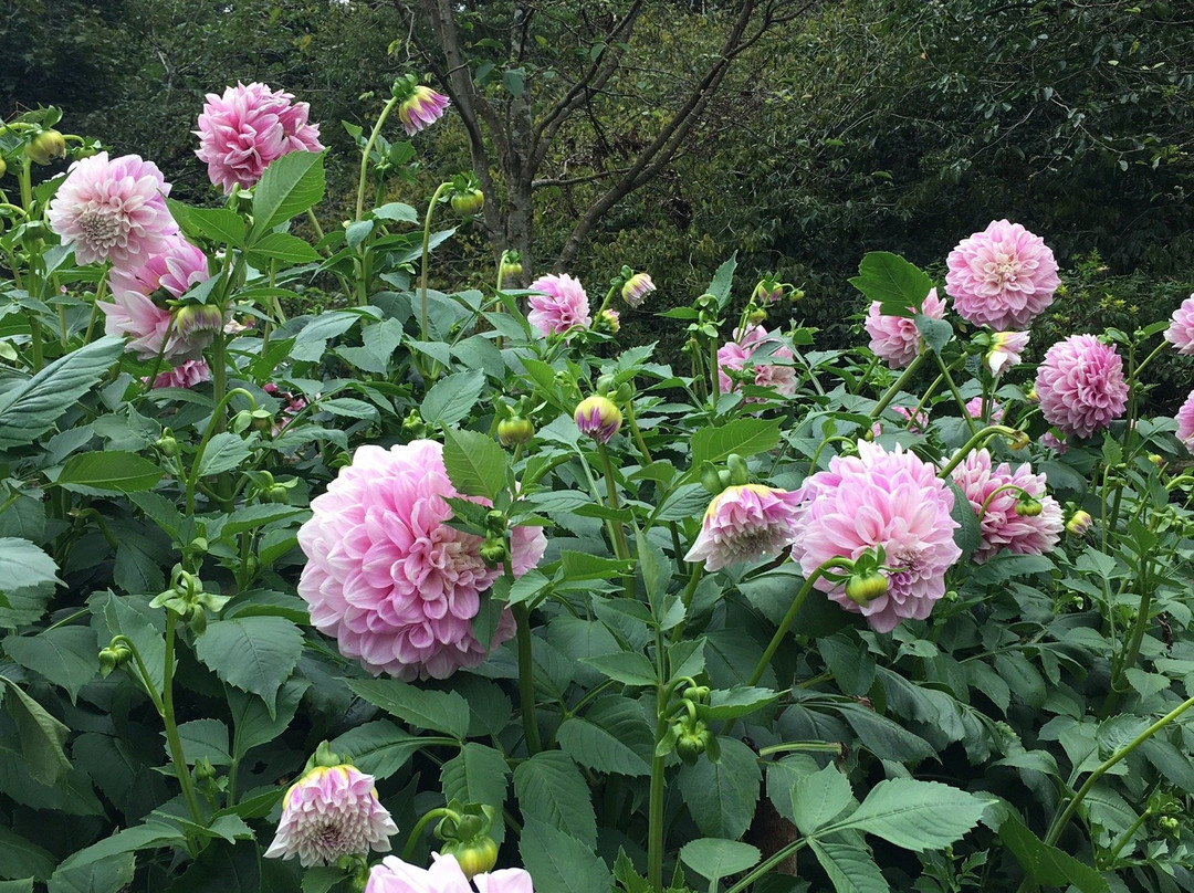 Ryokamisanroku Hananosato Dariaen-小鹿野町必去景点