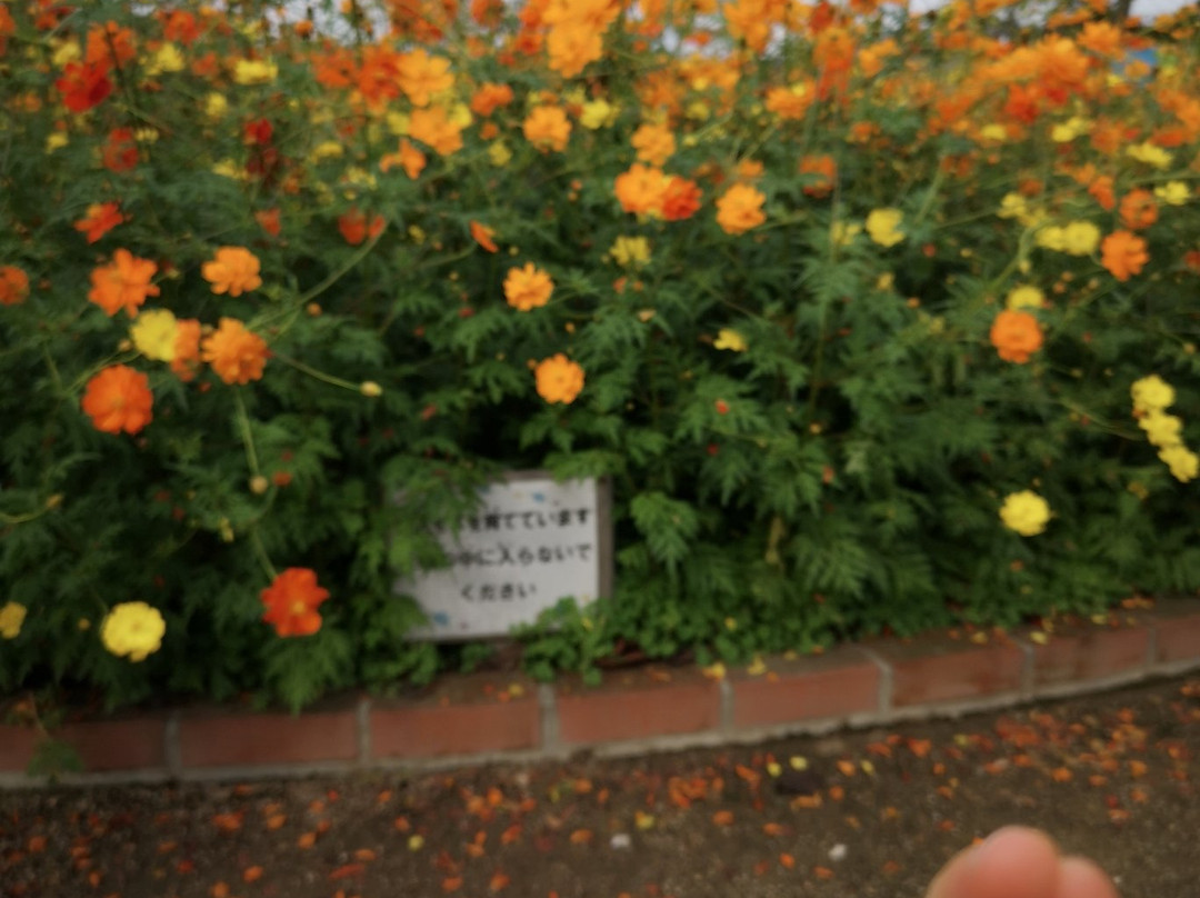Tokiwa Park-宇部市必去景点