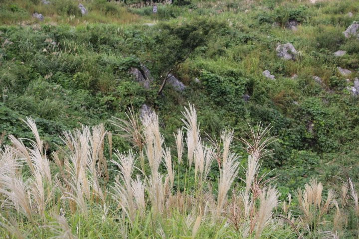 Akiyoshidai Observation Trail-美祢市必去景点