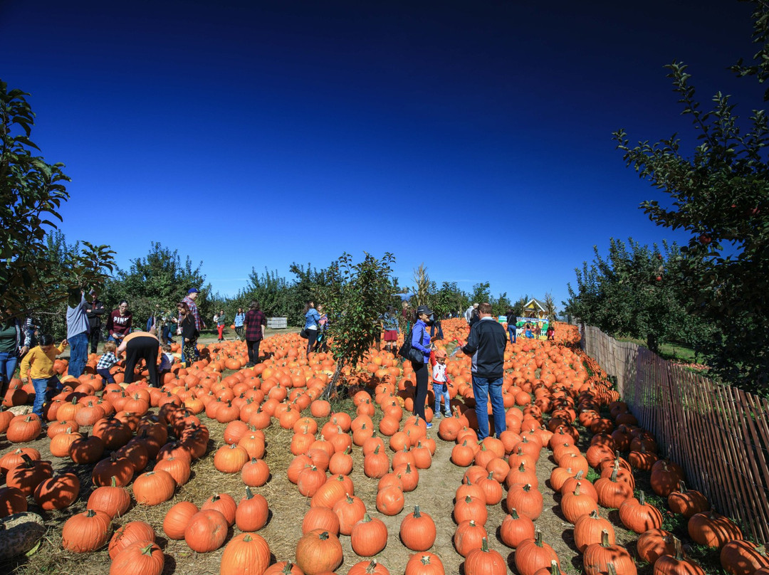 Apple Ridge Orchards景点图片