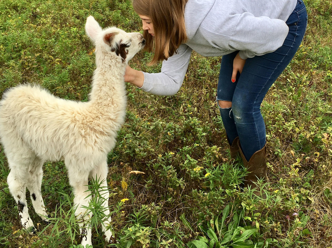 Clover Brooke Farm Llama Alpaca Hikes