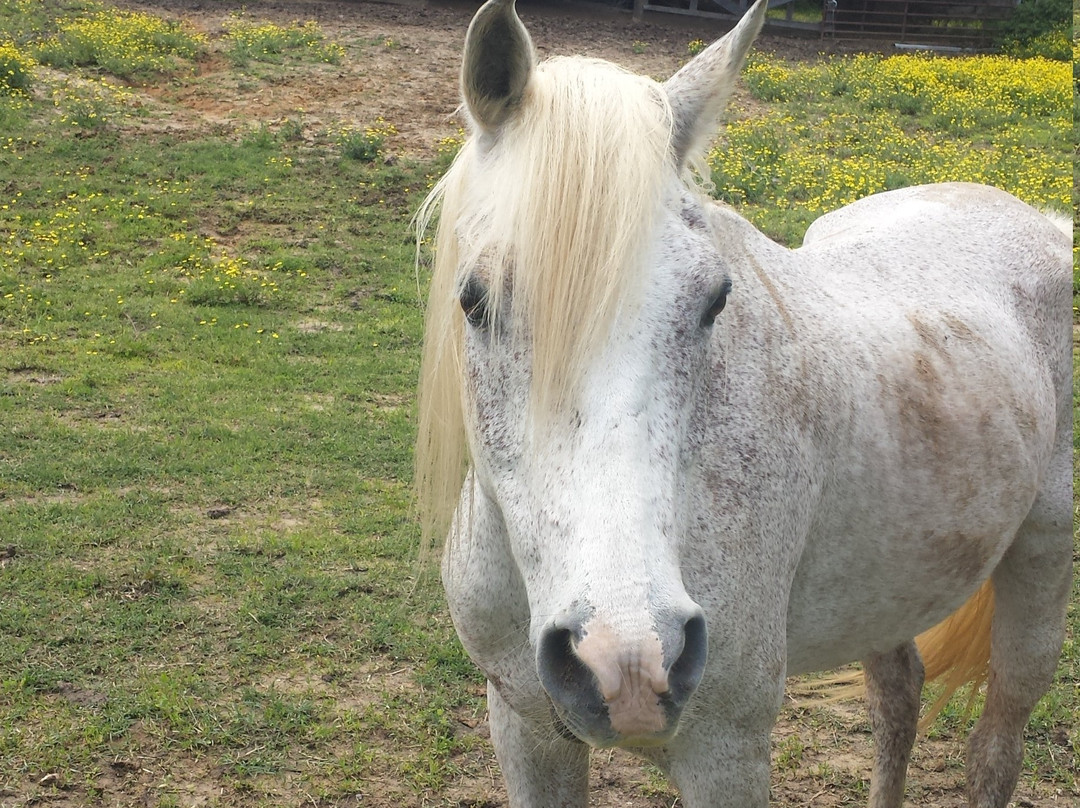 Ramey Riding Stables