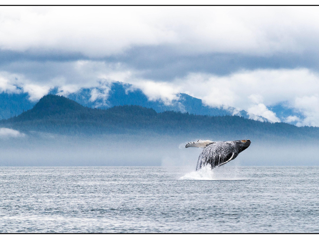 Wild Alaska Charters