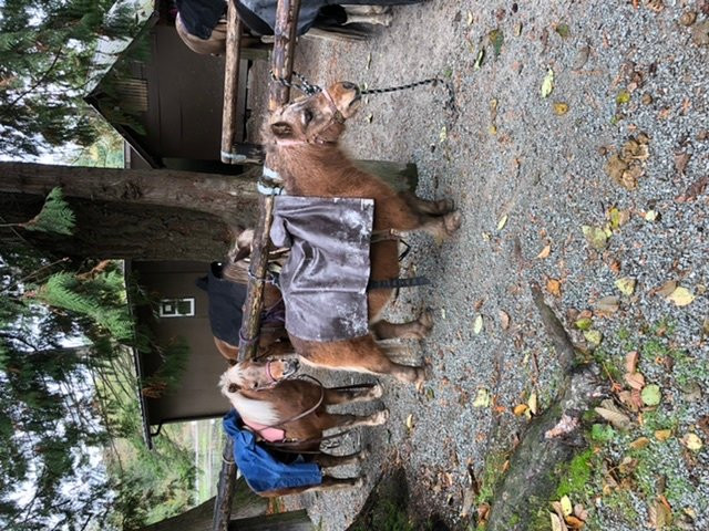 Lang's Horse and Pony Farm景点图片