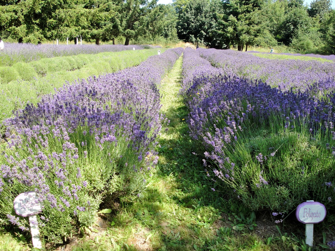 Martha Lane Lavender Farm景点图片