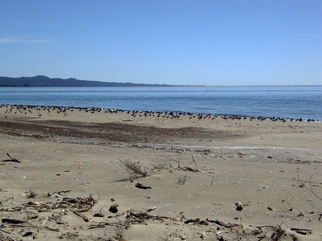 Farewell Spit and Puponga Farm Park Tracks景点图片