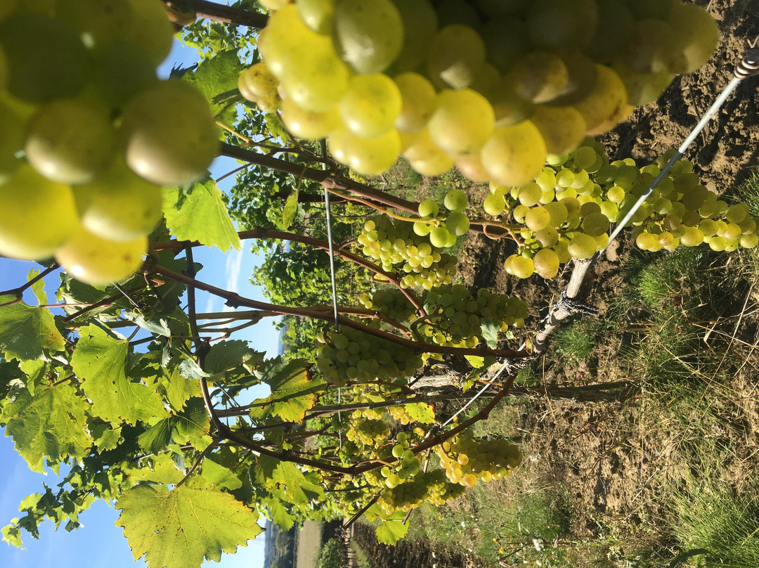 Sunnyhill Vineyard景点图片