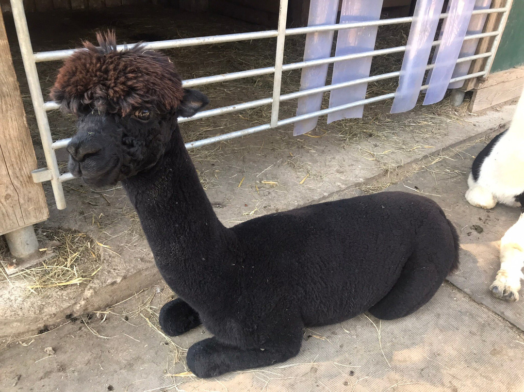 Golden Alpaca景点图片