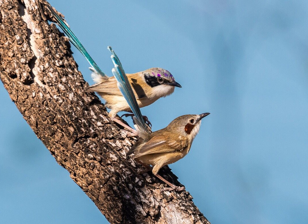 Tracks Birding & Photography Tours-达尔文市必去景点
