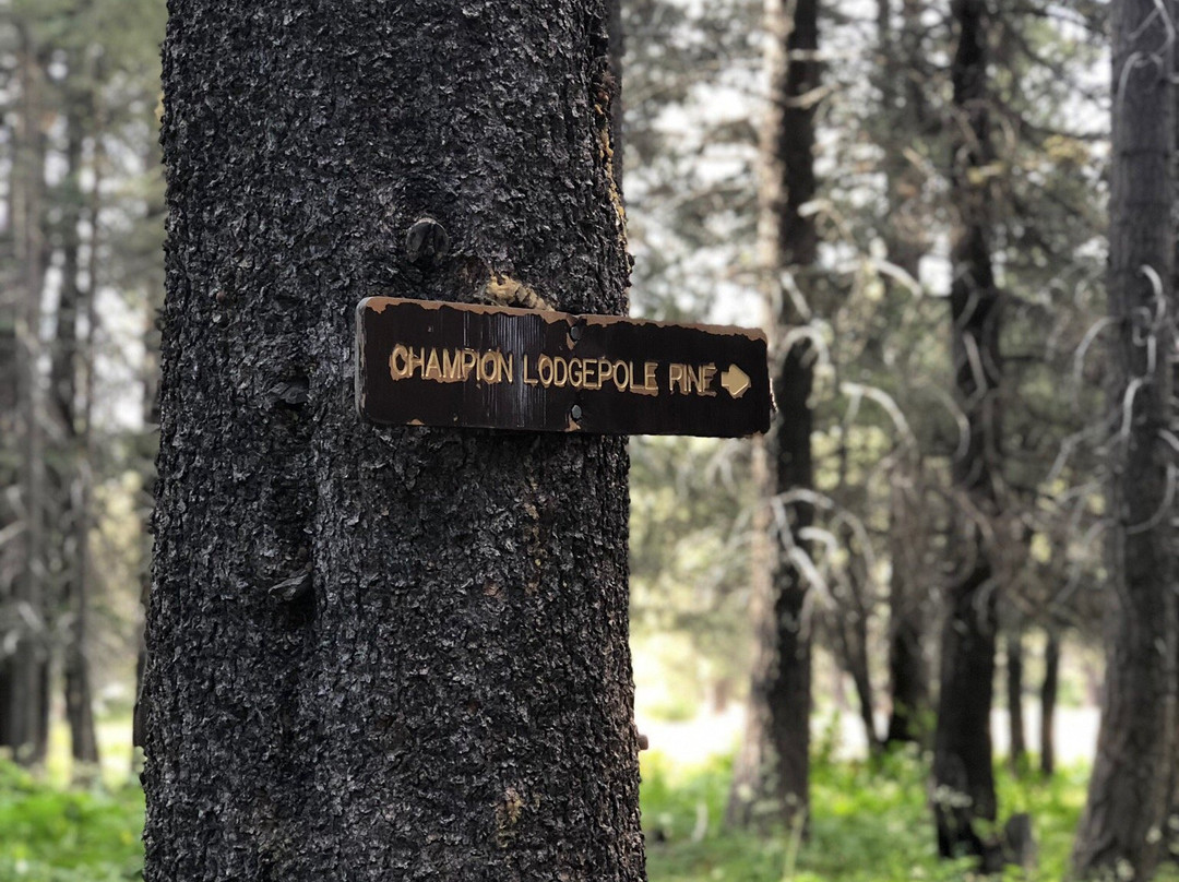 Champion Lodgepole Pine-大熊湖必去景点