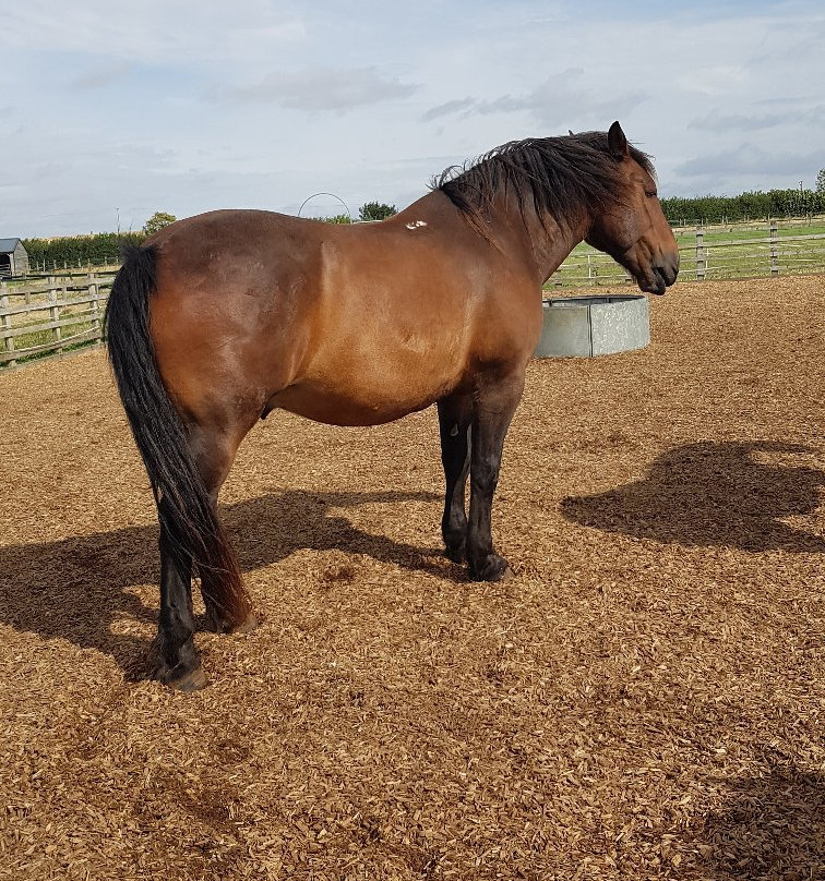 Redwings Horse Sanctuary景点图片