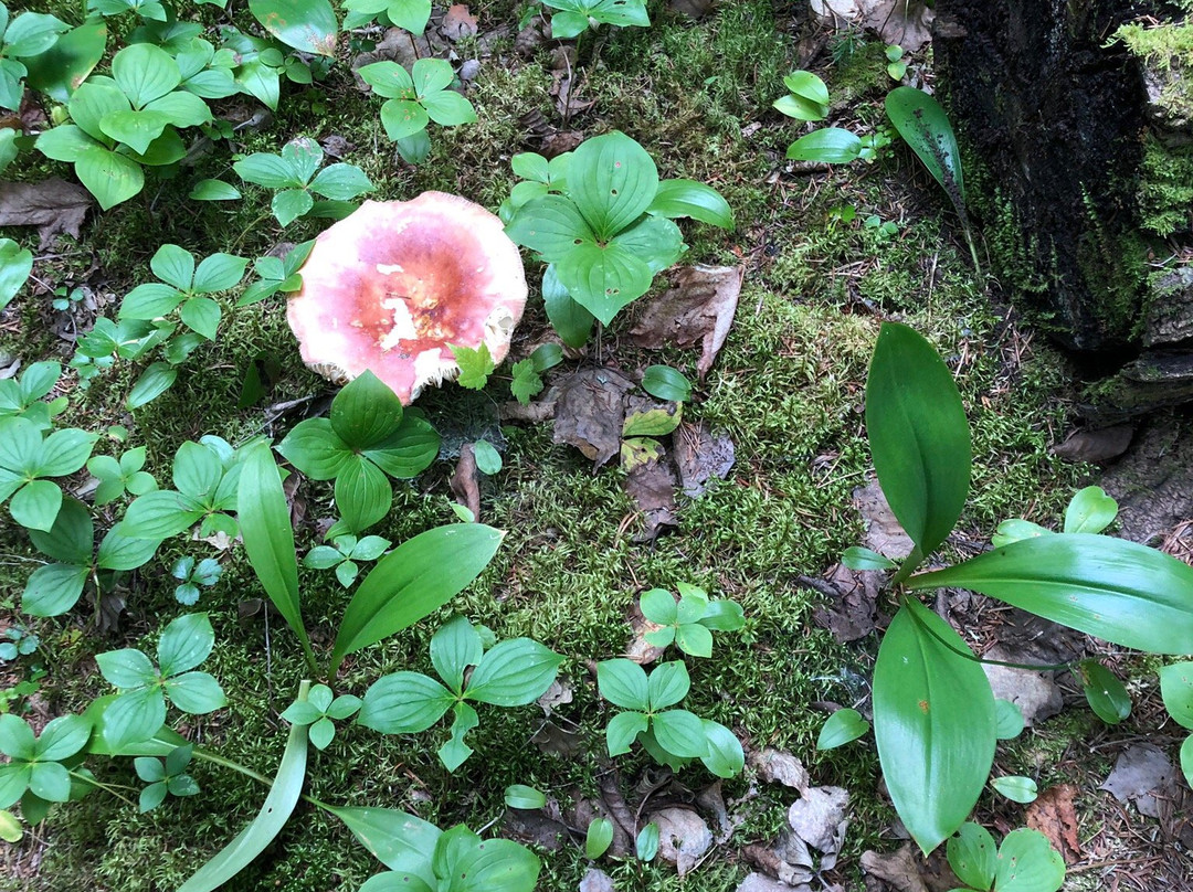 Halfway Lake Provincial Park-Sudbury必去景点
