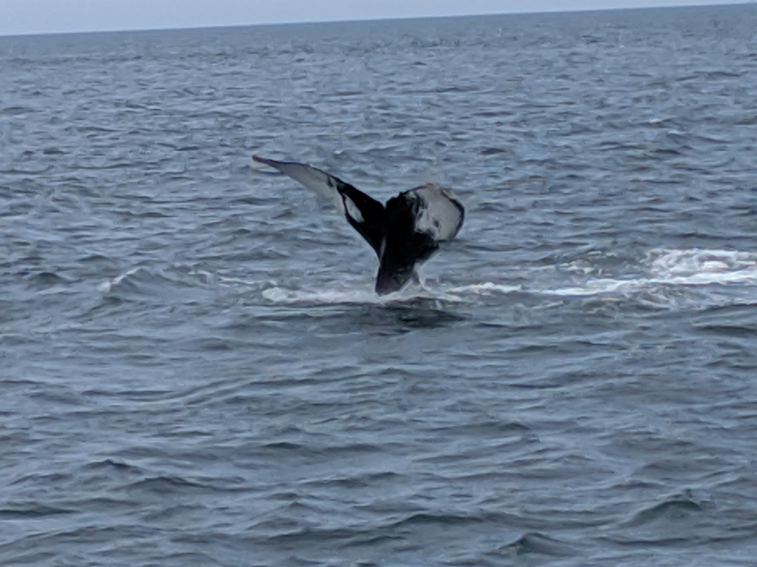 Swallowtail Lighthouse-Grand Manan必去景点