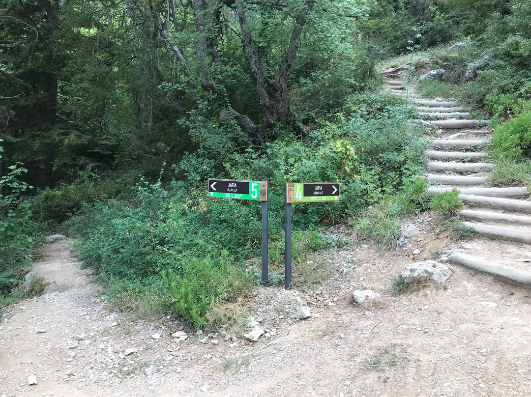 Horsh Ehden Nature Reserve景点图片