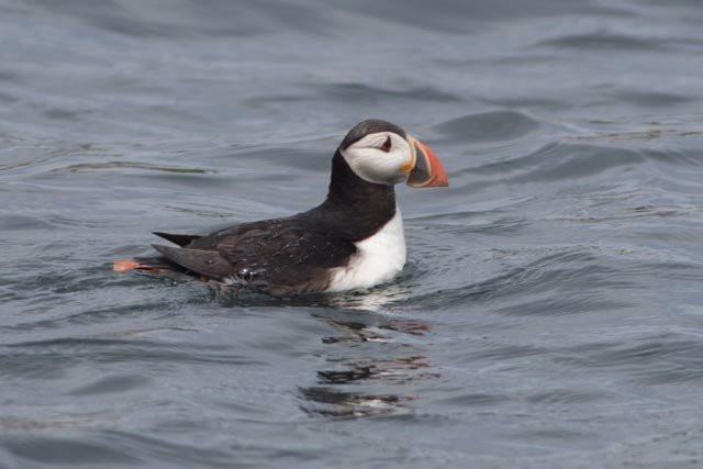 Acadia Puffin Cruise景点图片