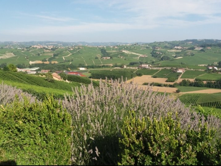 Strada del Barolo e Grandi Vini di Langa-Castiglione Falletto必去景点