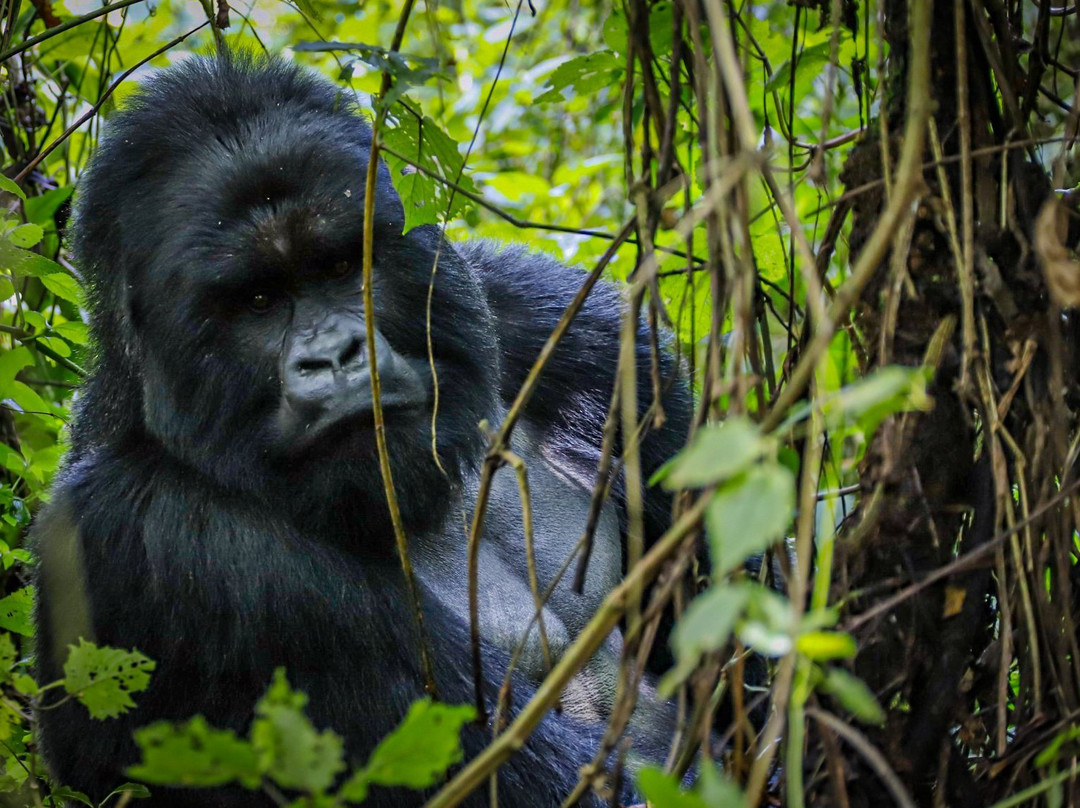 Nyiragongo Expedition-吉塞尼必去景点