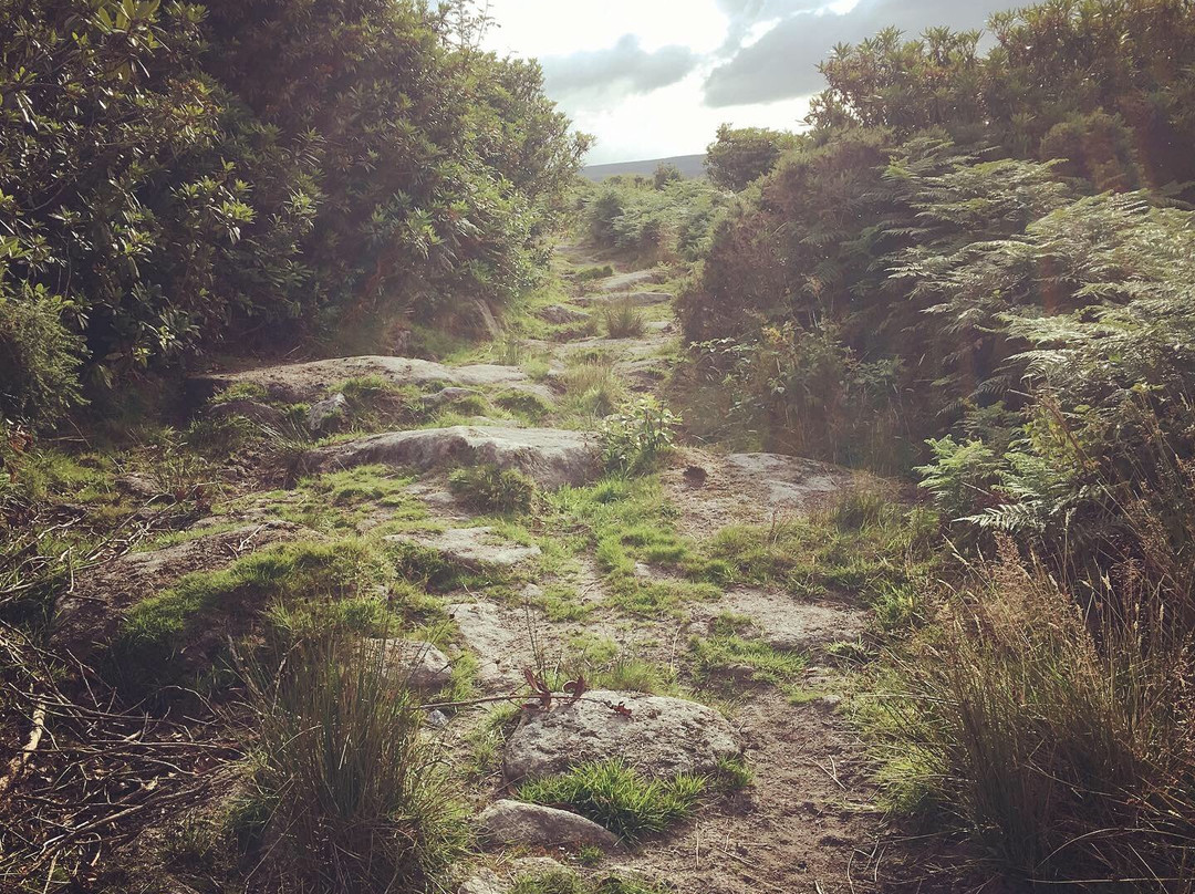 North Hill and Hawks Tor circular walk景点图片