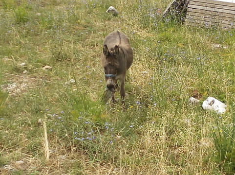 Wolf Transfers-扎达尔必去景点