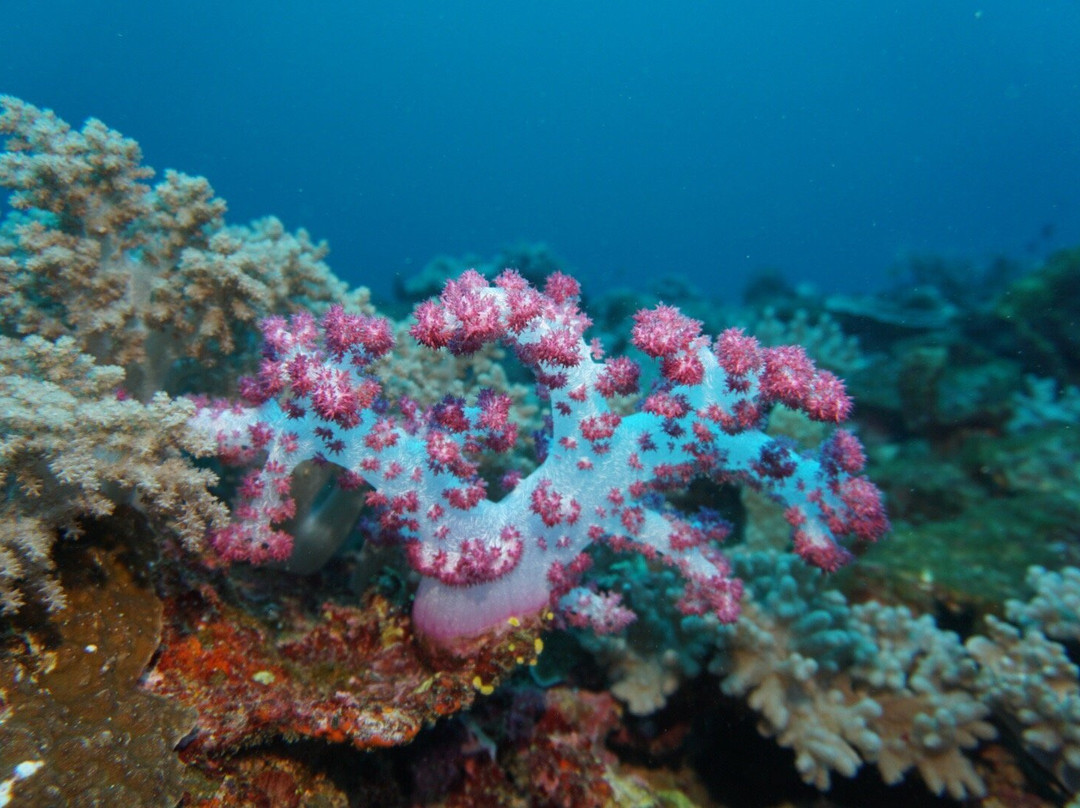 Jean-Michel Cousteau Diving景点图片