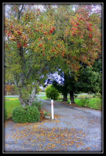 Cheviot Motels, Cabins & Camp - formerly the Cheviot Motel and Holiday Park主图
