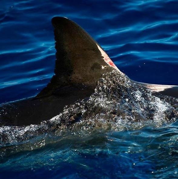 Shark Divers-Kleinbaai必去景点