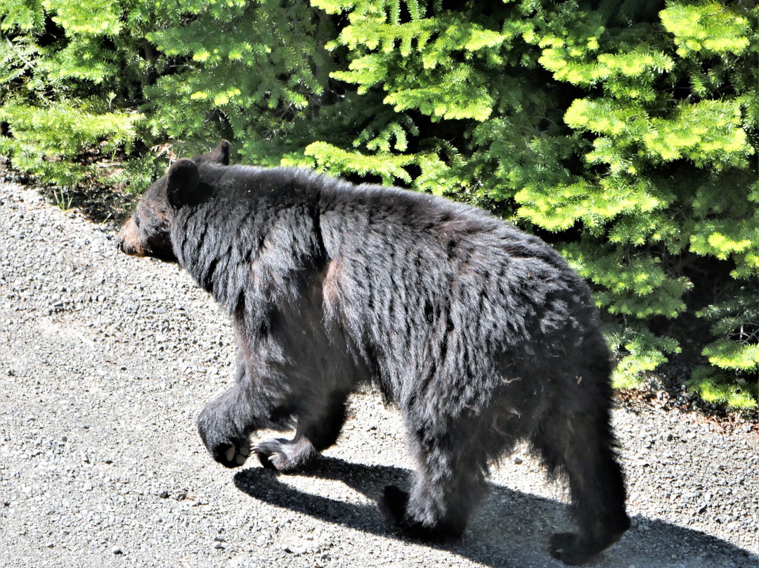 Manning Park Resort-曼宁公园必去景点