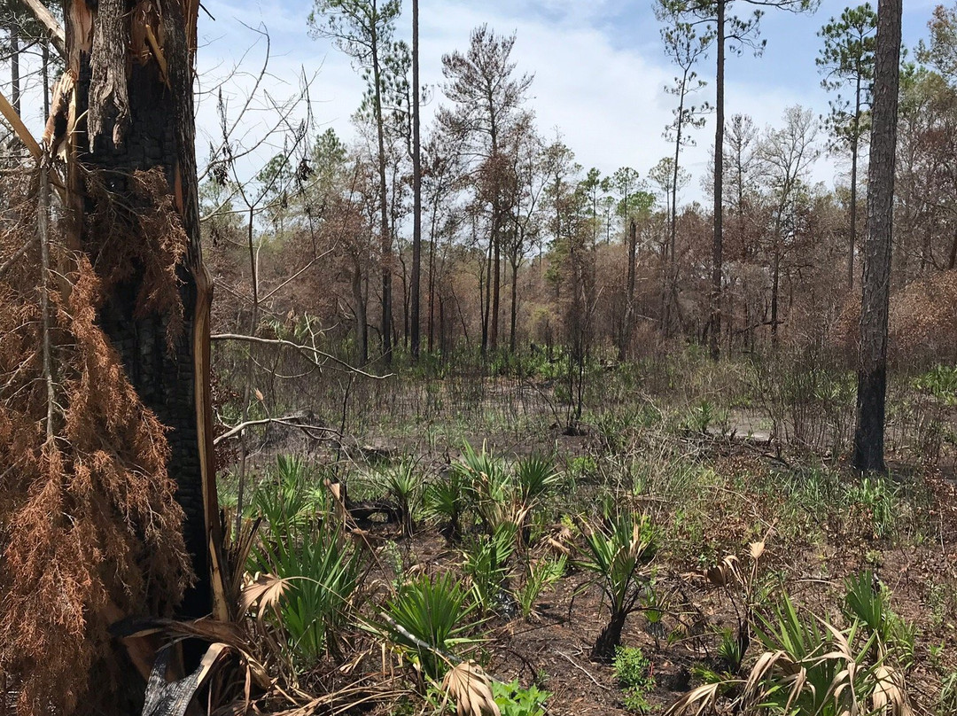 Chassahowitzka National Wildlife Refuge景点图片