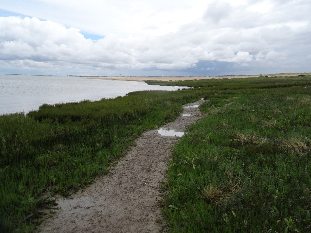 Réserve naturelle nationale de la Baie de l’Aiguillon景点图片