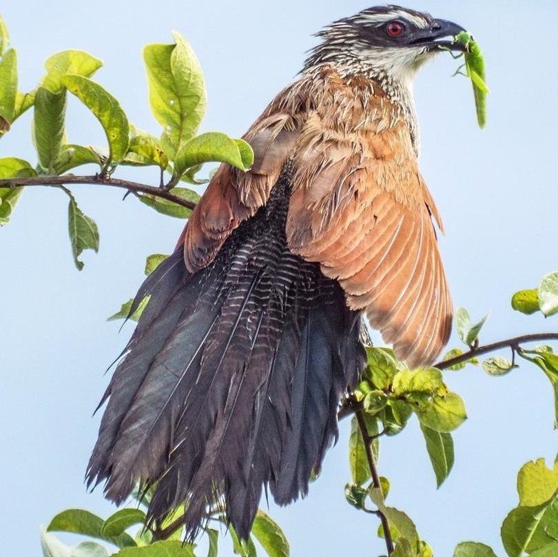 Grumeti River-塞伦盖蒂国家公园必去景点