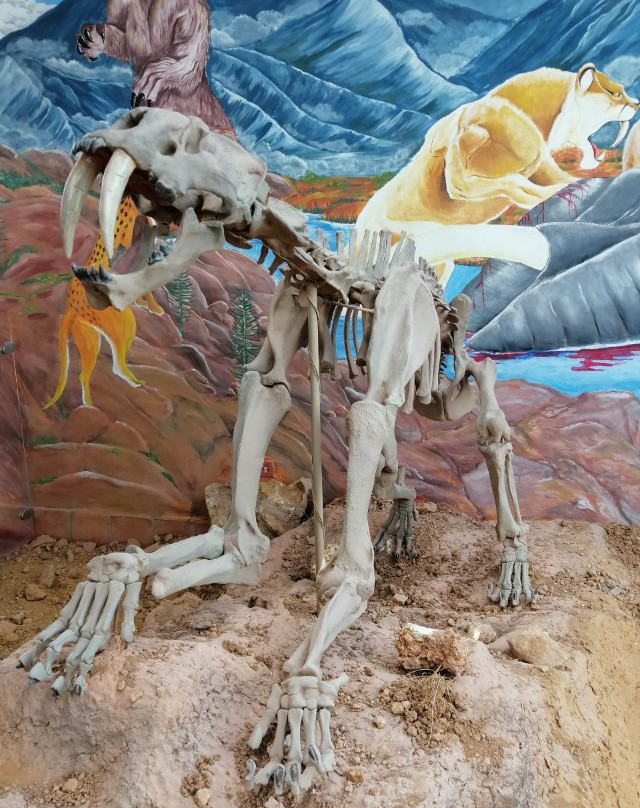 Centro de Investigaciones Paleontologicas - CIP景点图片