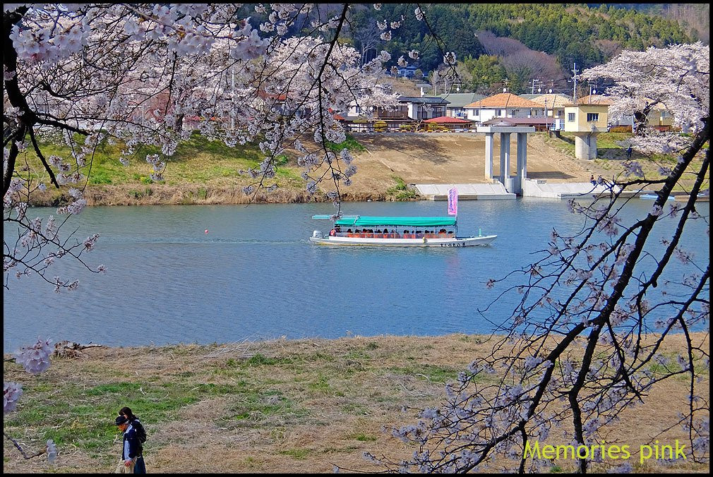 Shiroishigawa Embankment Hitome Sembonzakura景点图片