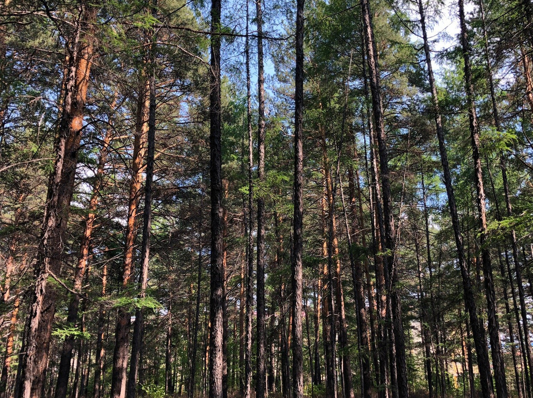 松苑森林公园-漠河县必去景点