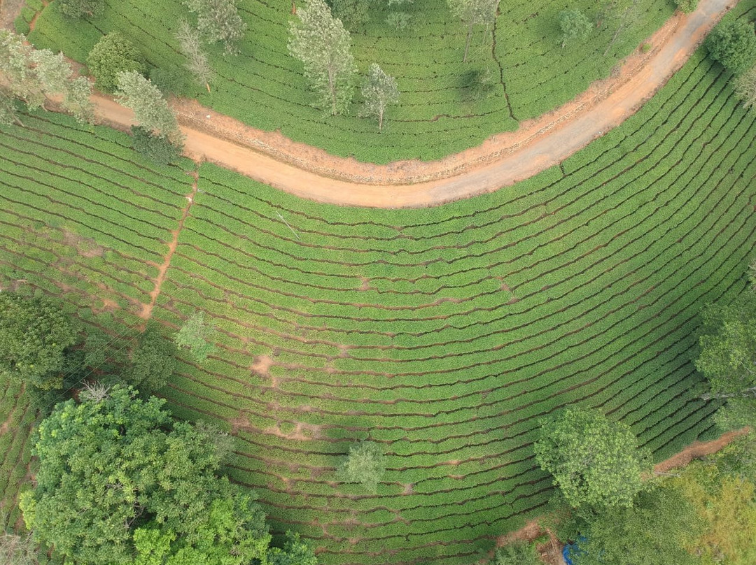 Parisons Plantation Experiences by Abad主图