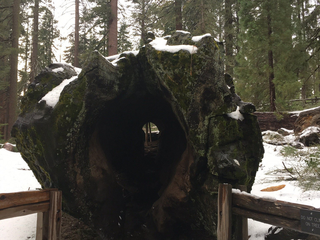 The Fallen Monarch-红杉&国王峡谷国家公园必去景点