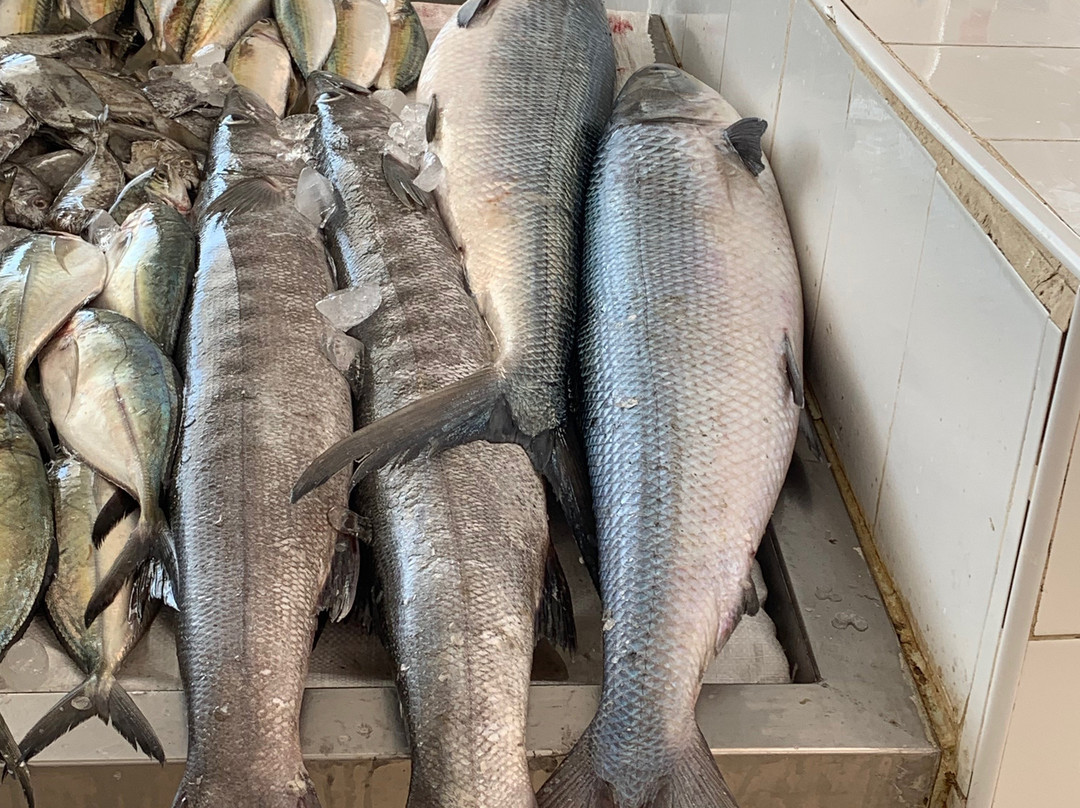 Ajman Fish Market景点图片