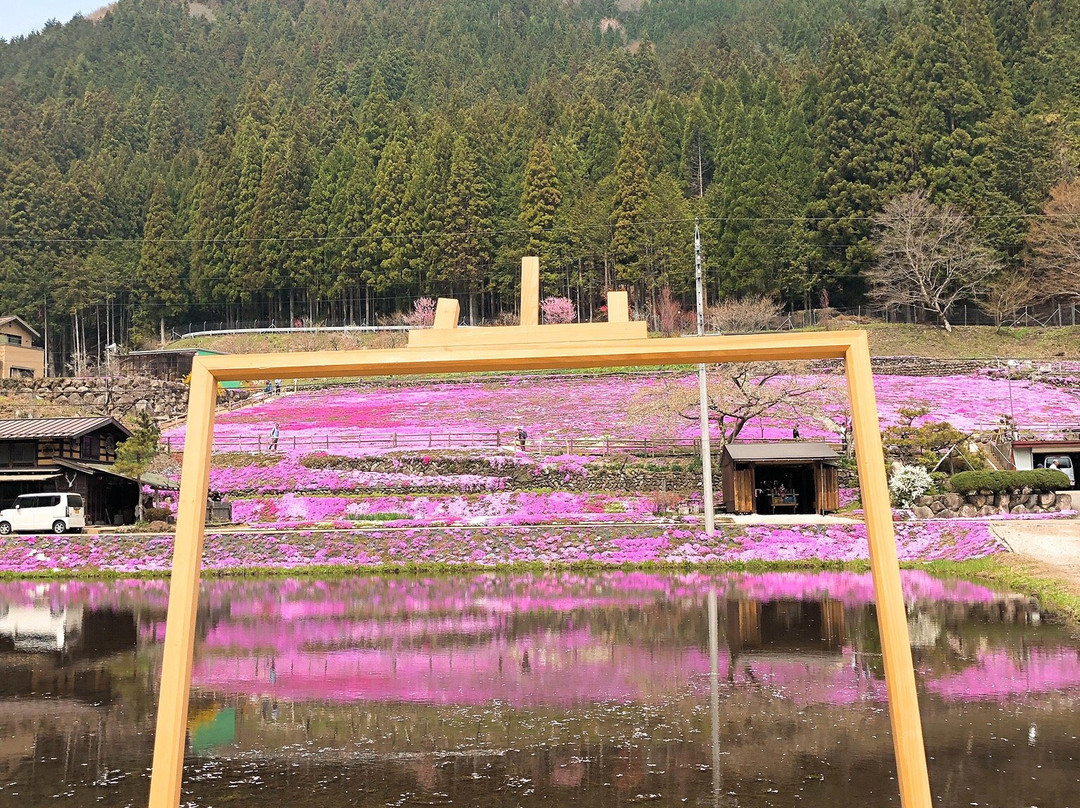 Moss Phlox of Kunita Family景点图片