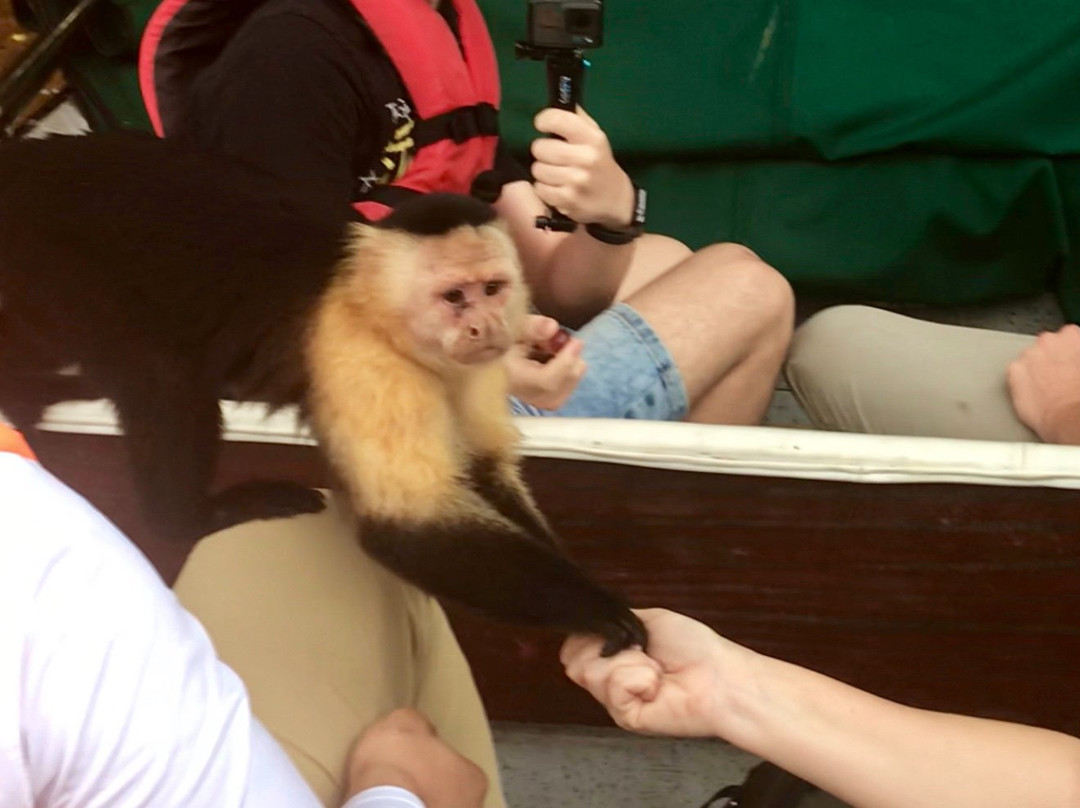 Panama Day Trips- Canal Eco Tours景点图片