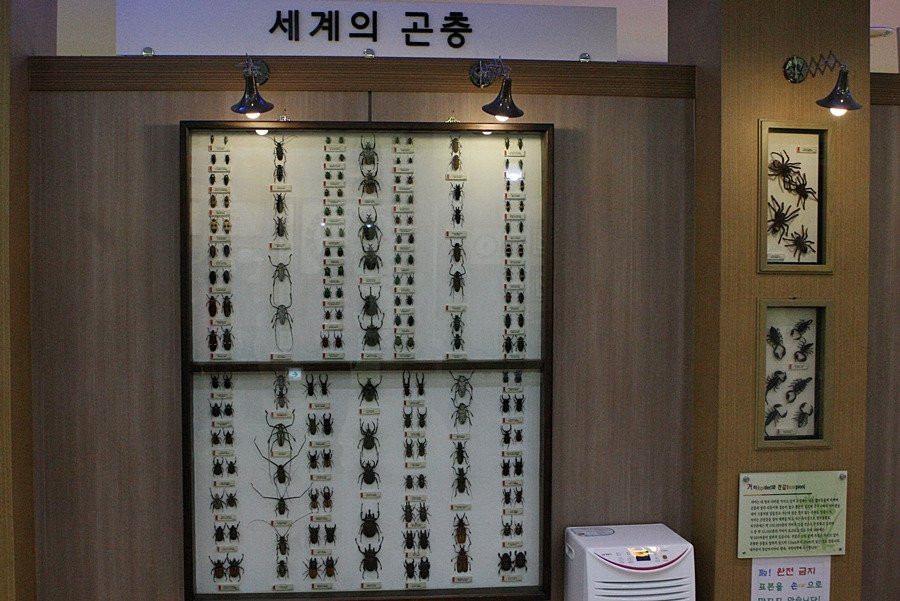 Hampyeong Expo Park - Butterfly Insect Specimen Exhibition hall-咸平郡必去景点