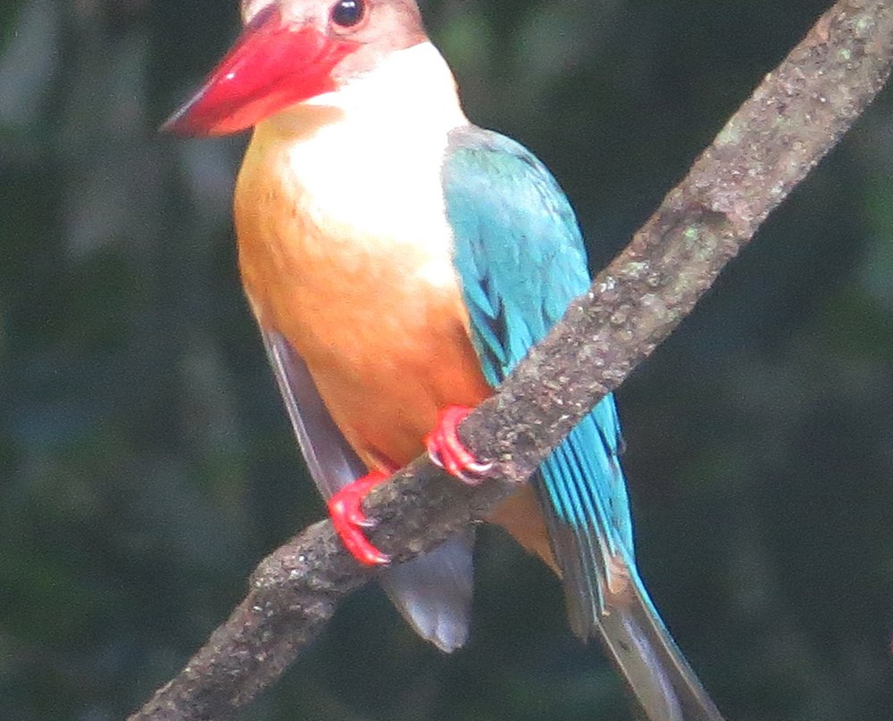 Diyabubula, the Barberyn Art & Jungle Hideaway主图