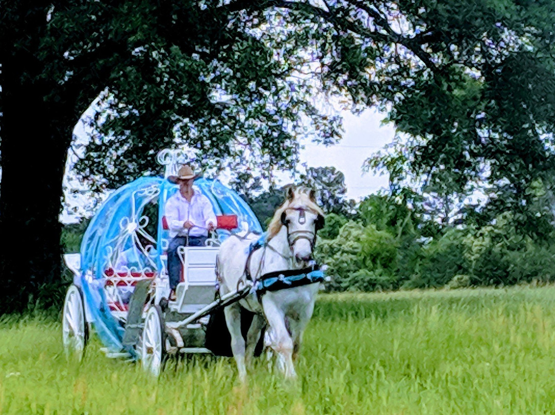 The Lone Star Carriage Company Of Jefferson Texas景点图片