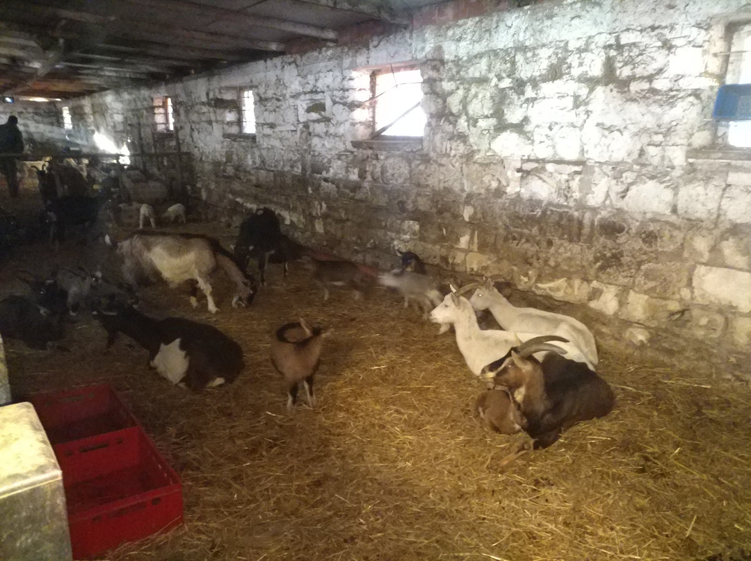 Goat World景点图片