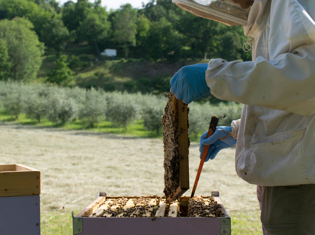 Montegiardino Miele-Montegiardino必去景点