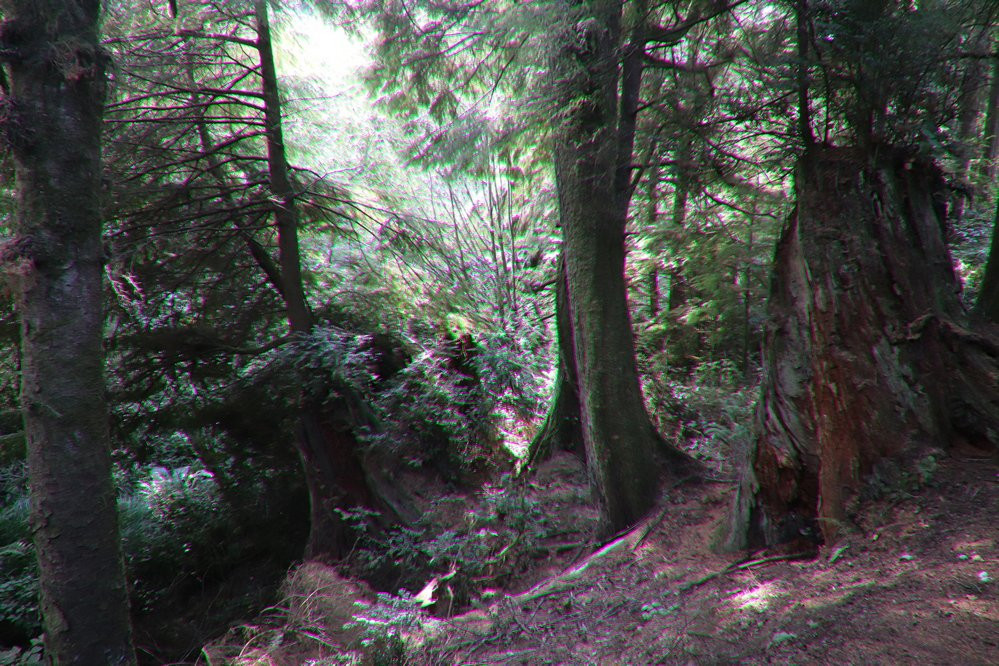 Crestline Park Woodland Trail-Waldport必去景点