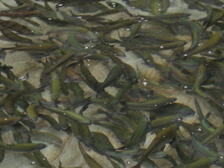 Page Springs Fish Hatchery-Cornville必去景点