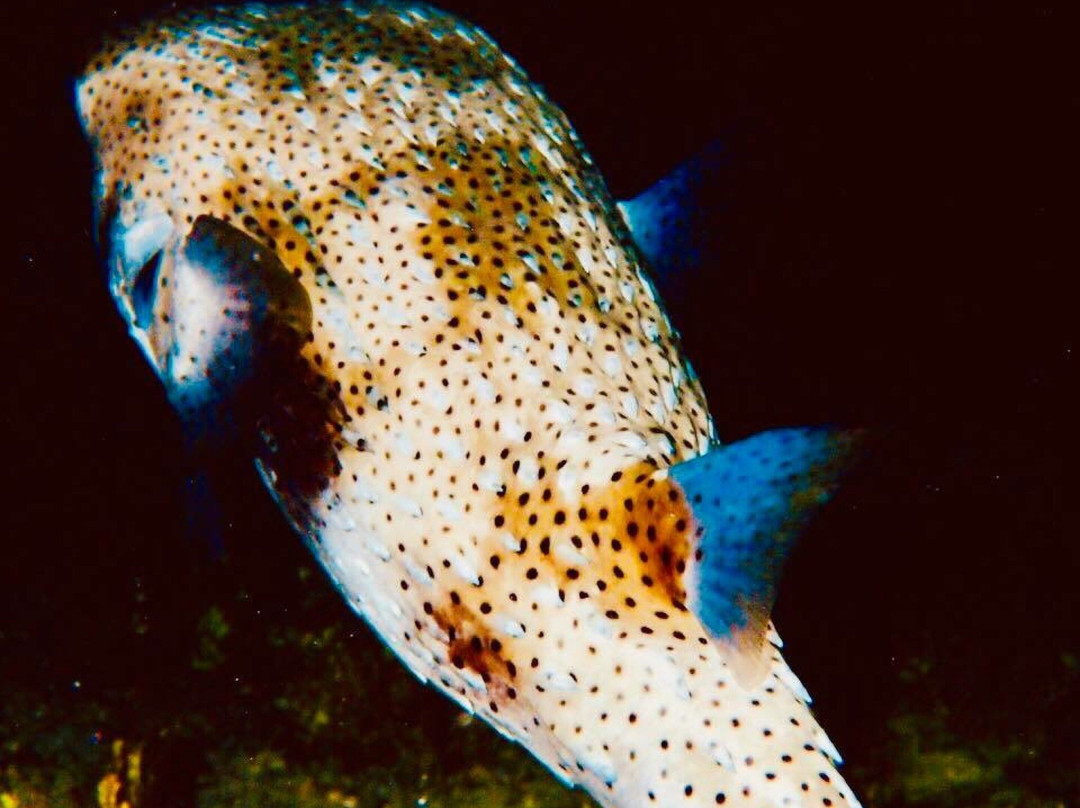 Night Snorkel-圣 托马斯必去景点