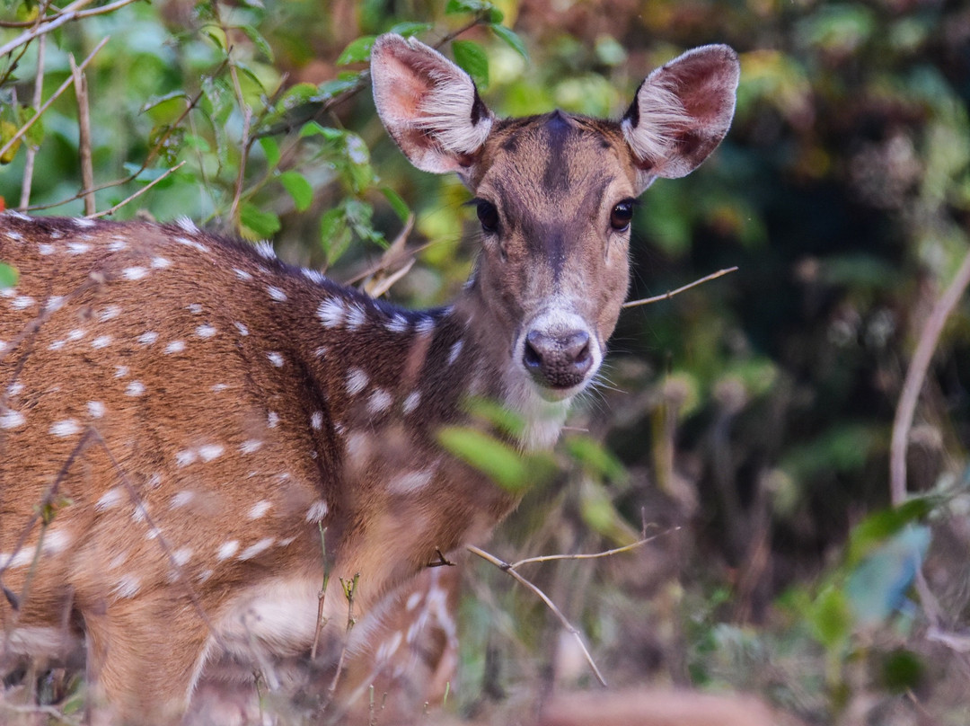 Wayanad Wildlife Sanctuary景点图片