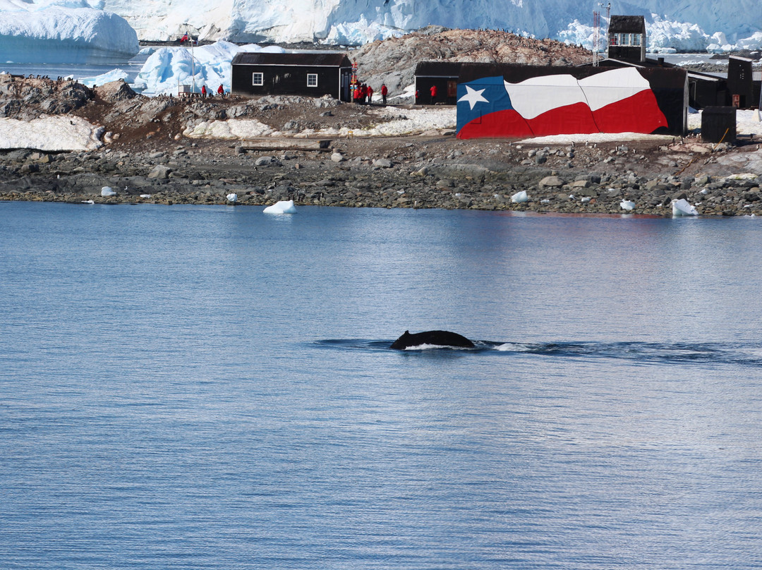 Cuverville Island旅游景点-Gonzalez Videla Research Base