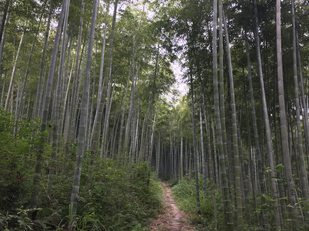 安吉古城遗址景点图片